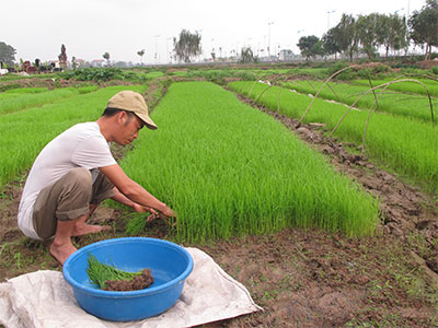 Đông Hội vào vụ chiêm xuân