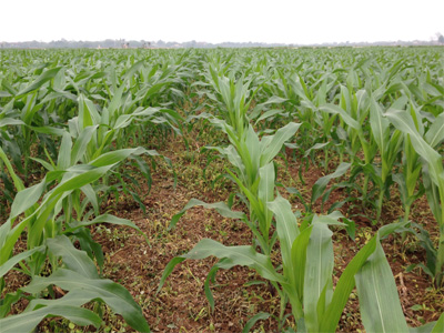 Trồng ngô chuyển gien: Nông dân được lợi gì?