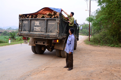 Vươn tới màu xanh bình yên