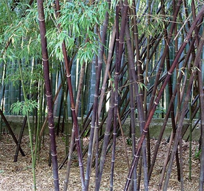 Bảo vệ nguồn gen quý trước nguy cơ tuyệt chủng