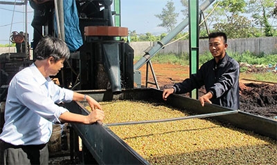 Liên kết để nâng cao thương hiệu, chất lượng cà phê