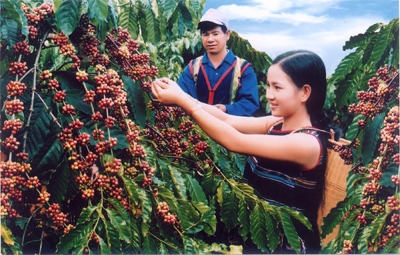 Kim ngạch xuất khẩu cà phê tăng mạnh cả về lượng và giá trị