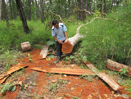 Gỗ quý không cánh…mà bay