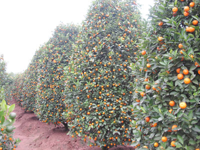 Làng quất Văn Giang rộn ràng đón Tết