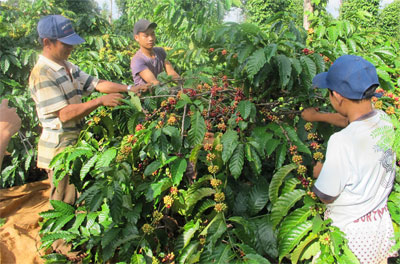   Doanh nghiệp và nông dân cùng có lợi