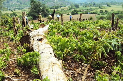  Rừng đặc dụng bị tàn phá nghiêm trọng