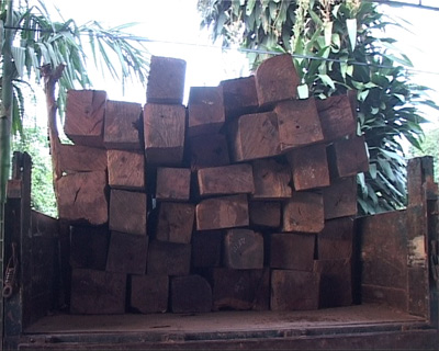 Phát hiện gỗ lậu tại khu vực biên giới