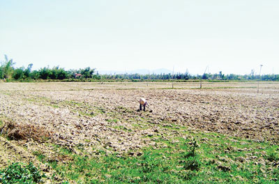 Miền Trung: Hàng ngàn hécta ruộng chết khô 
