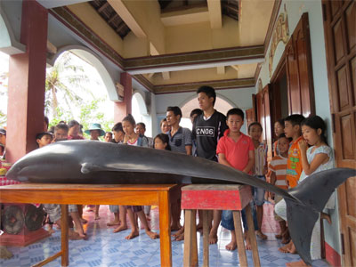 Giải cứu thành công cá heo dài hơn 1m