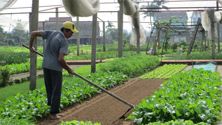 Làng rau Trà Quế rộn ràng vào vụ giáp Tết