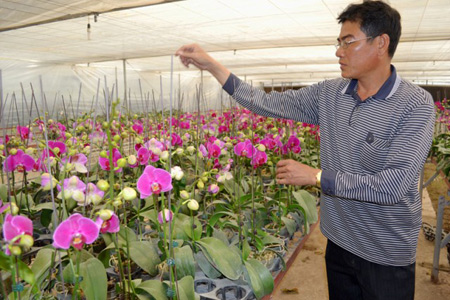 Làng hoa Văn Giang (Hưng Yên) bừng sắc xuân