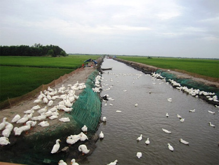 Nguy cơ cao bùng phát dịch cúm gia cầm