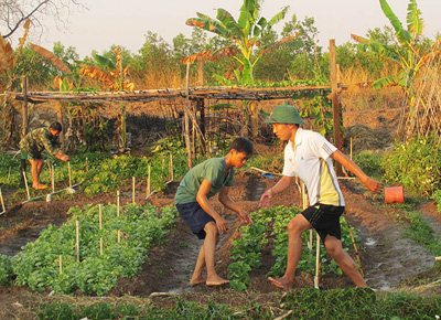 Rau xanh trên đất khô cằn