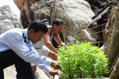 Xanh hóa đảo yến