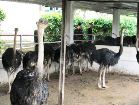 Hiệu quả từ chủ trương đa dạng hóa mô hình tăng gia sản xuất