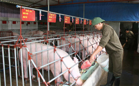 Đất cằn nảy mầm xanh