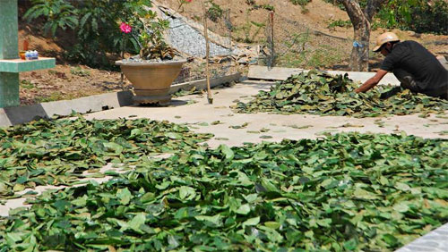 Bán lá mãng cầu xiêm: Lợi trước mắt, hại lâu dài