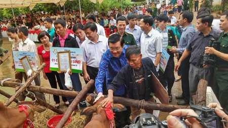 Tặng bò giúp dân thoát nghèo   