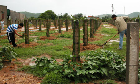 Thêm một hệ lụy từ sản xuất tự phát