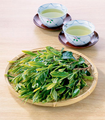 Nước vối quê mình