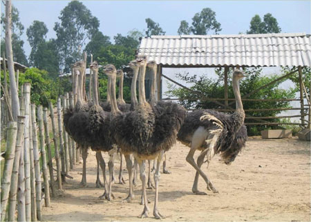 Tái cơ cấu để phát triển bền vững ngành chăn nuôi