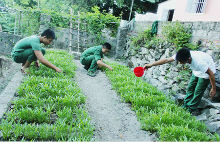 Rau xanh trên đảo Mắt