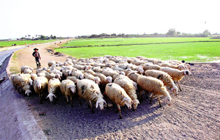 Đời du mục và “Giấc mơ Cha-pi”