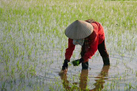 Những người ăn “Tết ngắn” ở làng quê