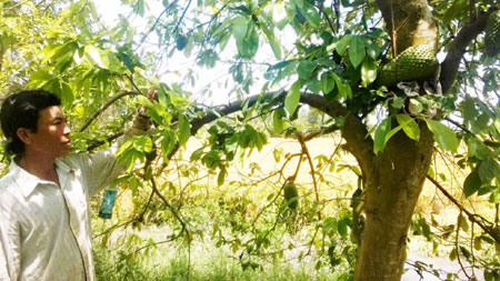 Thận trọng việc thương lái thu mua lá mãng cầu xiêm