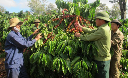 Khẳng định thương hiệu “Cà phê bộ đội”