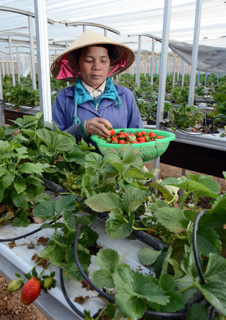 Vùng đất nông nghiệp công nghệ cao 