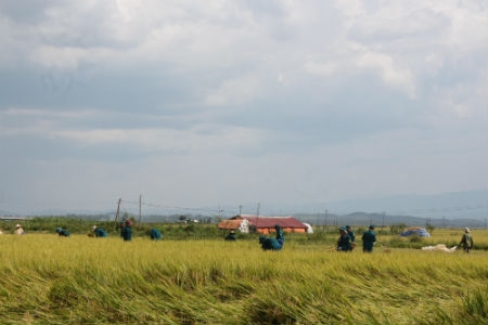 Tình quân dân trên cánh đồng vàng