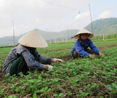 Thoát nghèo từ nghề trồng hoa 