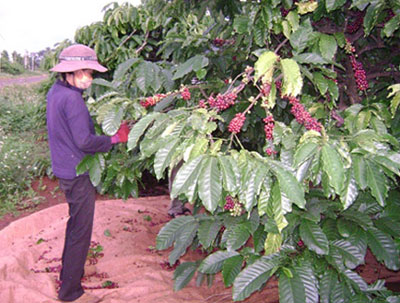 Cà phê Tây Nguyên mất mùa, mất giá…