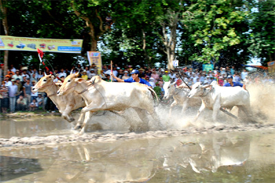 Sôi động giải đua bò Bảy Núi năm 2012