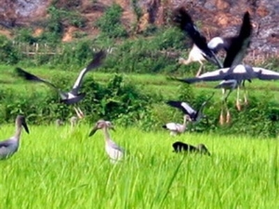 Yên Bái: Xuất hiện đàn chim lạ ở huyện Văn Chấn