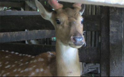 Hướng đi bền vững nghề nuôi hươu ở Hương Sơn