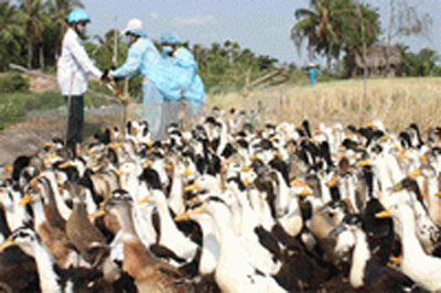 Tạm dừng tiêm phòng vắc-xin cúm gia cầm ở một số địa phương