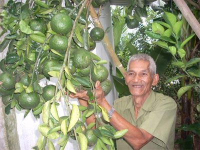 Làm giàu từ cây cam sành