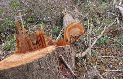 Nhiều cây cổ thụ quý hiếm ở Kbang bị triệt hạ