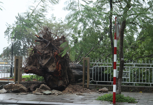 Gió lớn khiến nhiều cây to ở TP Huế bật gốc