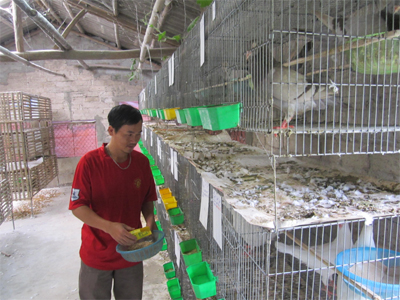 Nuôi chim bồ câu