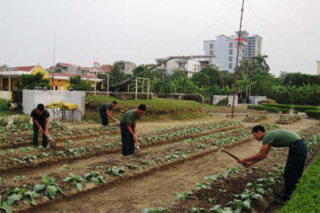 Rau xanh quanh nhà, vươn ra trận địa