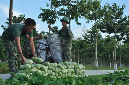 Phối hợp phát triển mô hình sản xuất nông nghiệp ứng dụng kỹ thuật cao