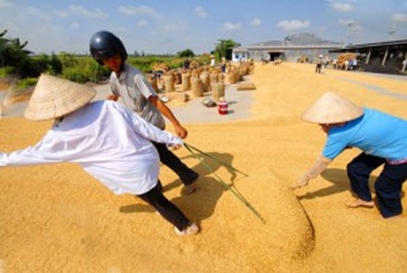 3.988,917 triệu đồng hỗ trợ nông dân Tiền Giang mua lúa giống