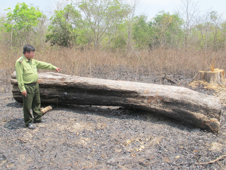 Báo động tình trạng phá rừng ở Tây Ninh