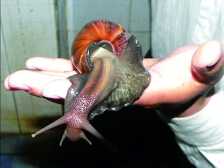 Cảnh báo nguy cơ mắc bệnh do sử dụng ốc sên tự nhiên để làm thức ăn