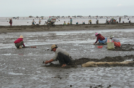 Lộn xộn ở bãi nghêu Thừa Đức