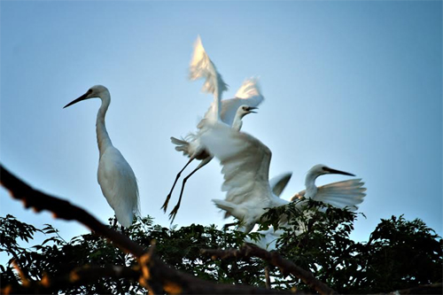 Khám phá đảo Cò
