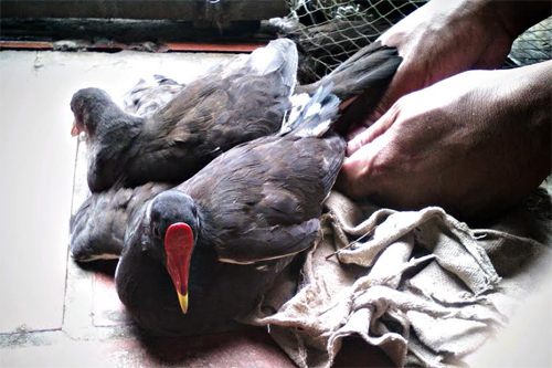 Tận diệt chim trời